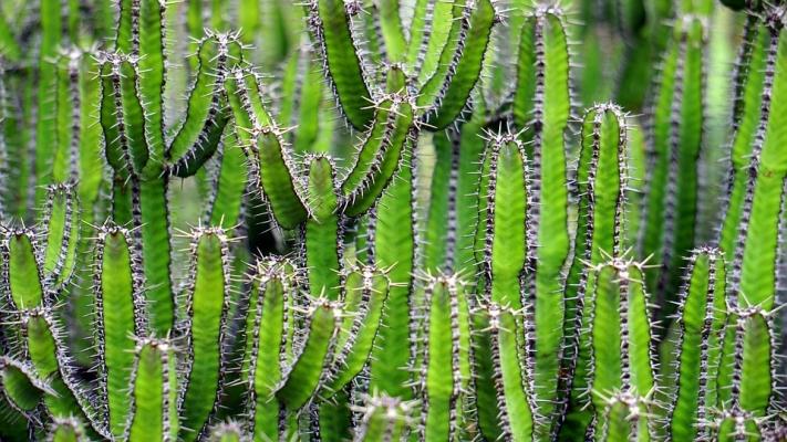 Cura dei cactus