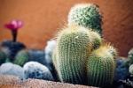 Cactus ornamentali da appartamento