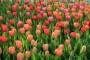 Cura e coltivazione del tulipano