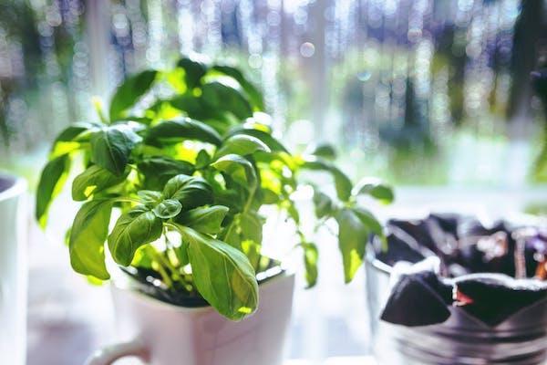 Preparazione orto: piante aromatiche contro gli insetti