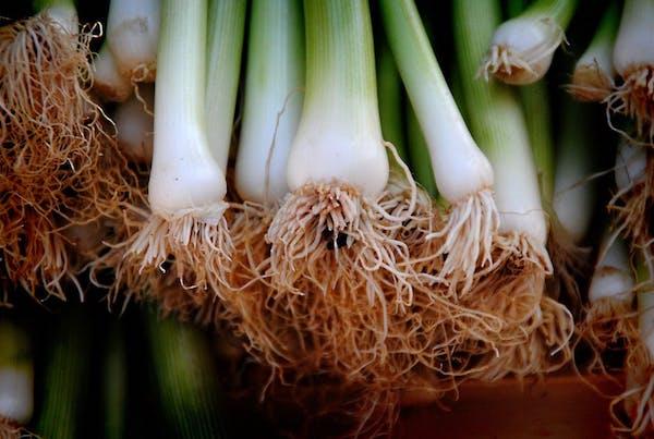 Preparazione orto: i cipollotti