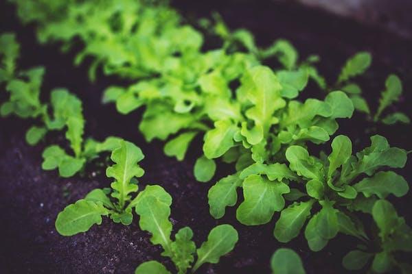 Preparazione orto: l'insalata