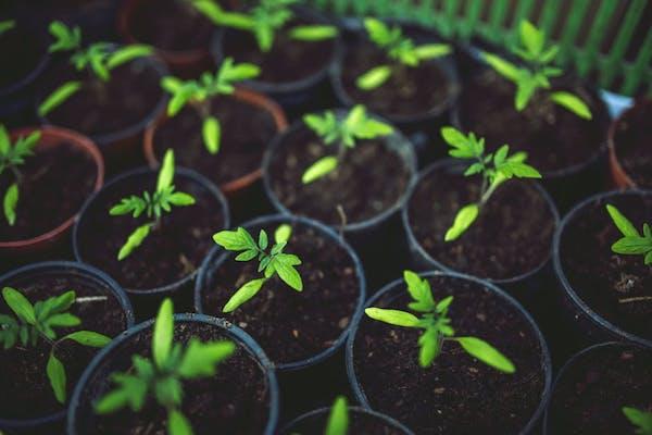 Preparazione orto: la semina