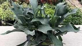 Platycerium corna d'alce: coltivarlo in vaso come pianta d'appartamento