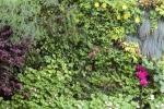Piante di giardino verticale esterno - Sundar Italia