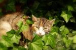 Anche l'Edera è una delle piante tossiche per gatti