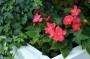 Begonia, pianta amata dagli appassionati di home gardening