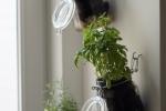 Barattoli di vetro usati come vasi per le erbe aromatiche, da amigaprincess.com