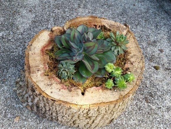 Realizzare dei vasi fai da te con un tronco di legno, da myrepurposedlife.com
