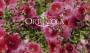 Orticola 2019 mostra mercato piante e fiori