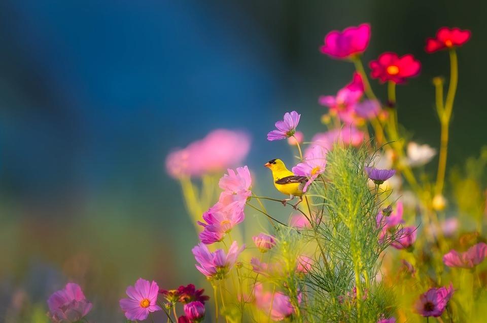 Piante e fiori: come riconoscerne il nome e le caratteristiche