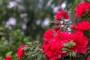Azalea: pianta simile al rododendro