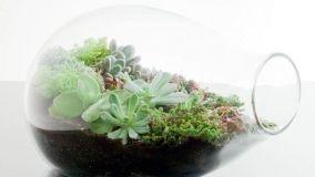 Piante in bottiglia: veri e propri microgiardini sotto vetro