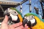 Voliera su misura per coppia di pappagalli - VPL