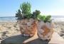 Decorazioni conchiglie: vasi per piante, lavoro finito,da billabong.com