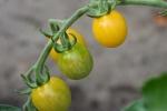 Pomodori gialli a grappolo