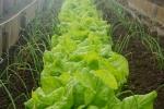 Piante da seminare e raccogliere in estate: insalata ed erba cipollina