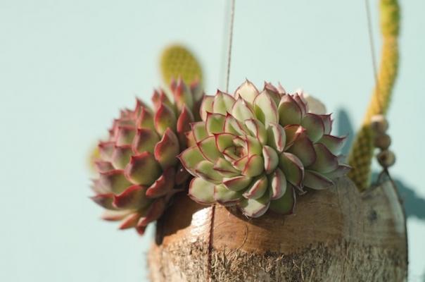 Echeveria: succulente a forma floreale in vaso sospeso