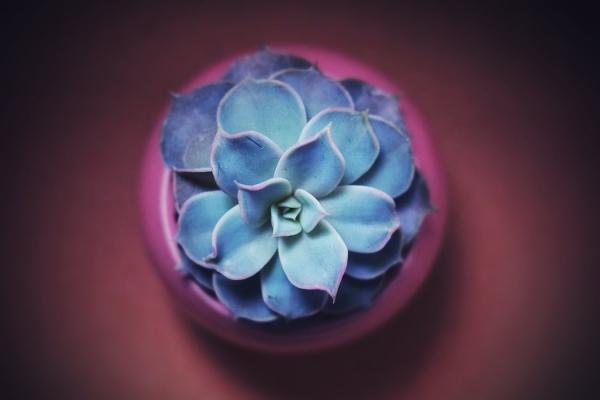 Succulente blu: Graptopetalum