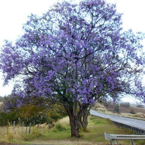 Jacaranda: pianta dai fiori viola