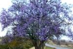 Jacaranda: pianta dai fiori viola