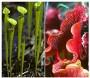 Sarracenia pianta carnivora