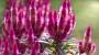 Fiori autunnali: Celosia Plumosa