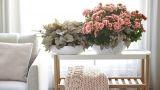 Begonia elatior, coltivazione indoor