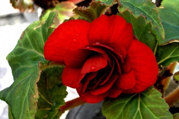 Bocciolo rosso di Begonia Elatior da groww.fr