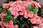 Begonia Elatior rosa