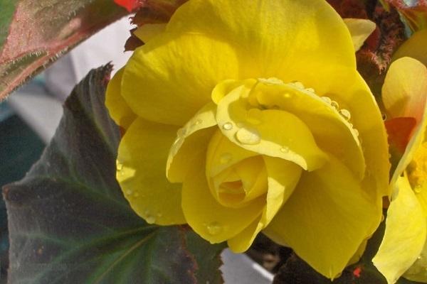 Begonia Elatior gialla da groww.fr