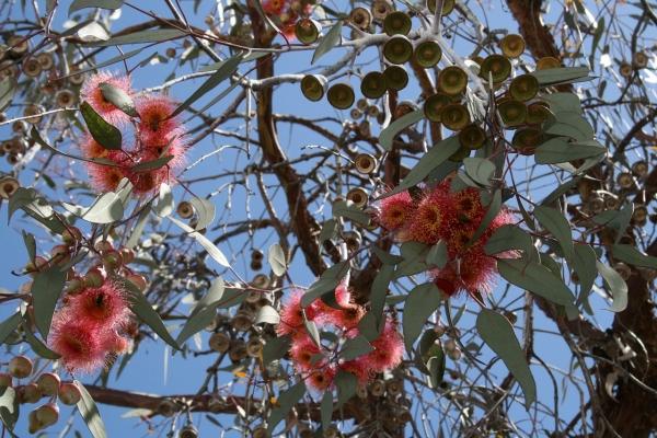 Albero di eucalipto fiorito