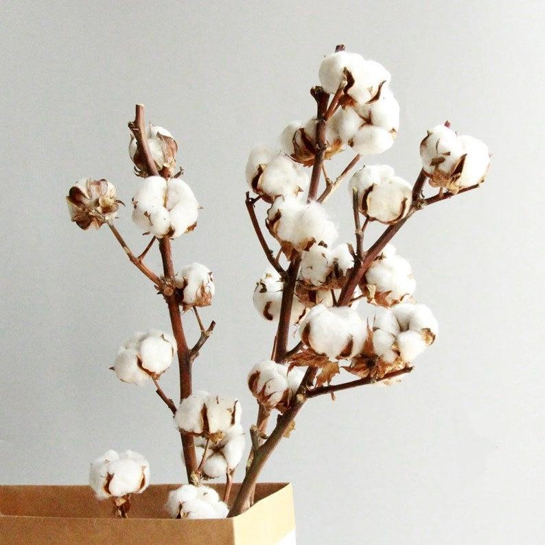 Rami secchi fiori di cotone su Etsy