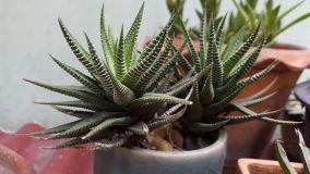 Zebra cactus: la pianta ideale per interni