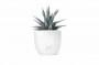 Zebra cactus in vaso di Flobflower.com