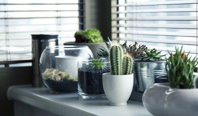 Coltivazione dei cactus in casa