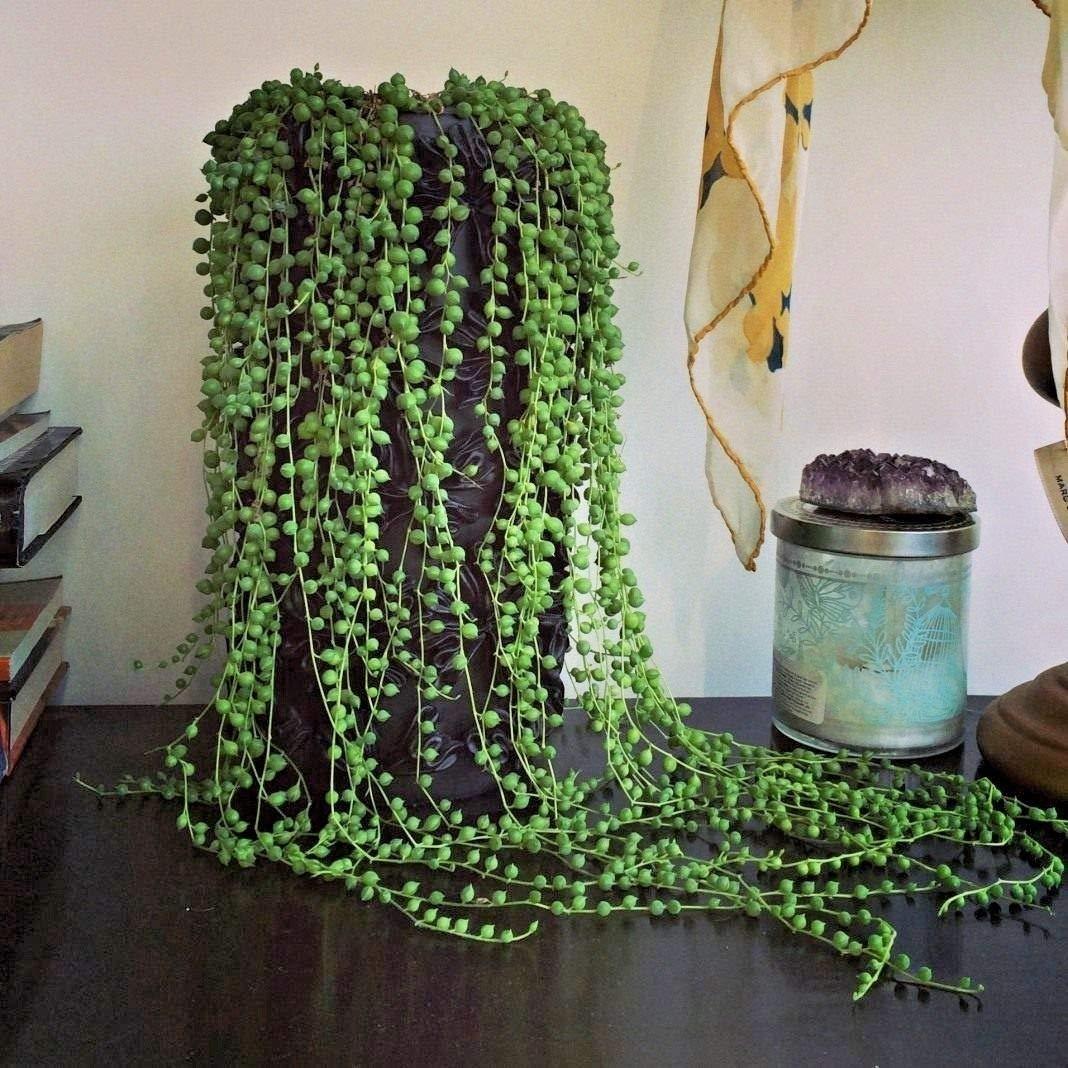 Pianta succulenta cascante senecio rowleyanus