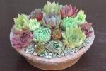 Sempervivum in vaso da cactusplaza.com