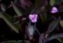 Setcreasea viola con fiori lilla