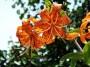 Lilium lancifolium o giglio tigrato