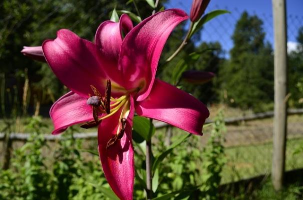 Lilium pink perfection o trombone rosso