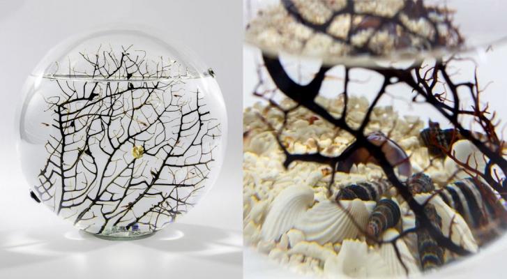 Complemento d'arredo con ecosistema in miniatura Beachworld by The Art of Science