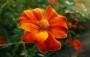 Bocciolo di Calendula da flowermeaning.com