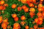 Cespuglio di Calendula da worldoffloweringplants.com