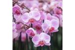 Piante in idrocoltura Orchidea