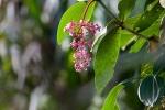 Medinilla: pianta tropicale