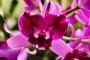 Orchidea Phalaenopsis porpora