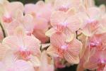 Orchidea Phalaenopsis rosa