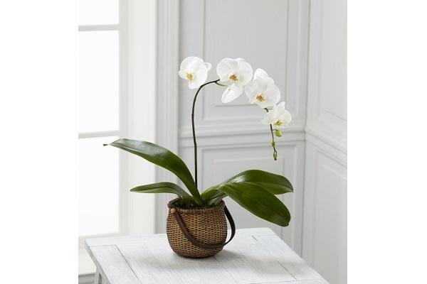 Orchidea Phalaenopsis in vaso da albuquerqueflorist.com