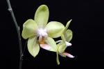 Orchidea Phalaenopsis gialla